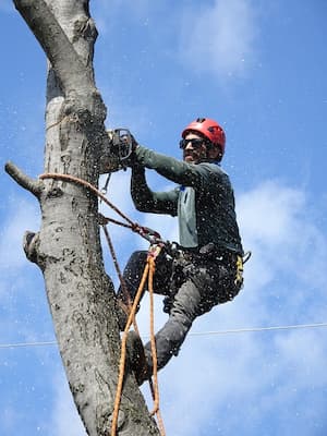 Tree Service Project