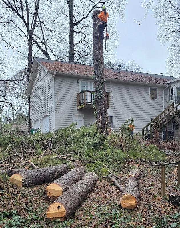 Tree Services